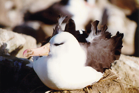 Black-browed albatross