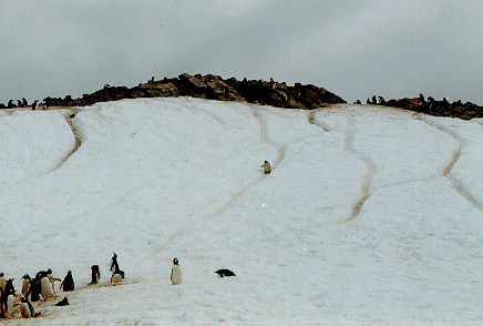 Cuverville Island, Antarctic Peninsula