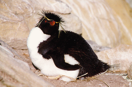 Rockhopper Penguin 