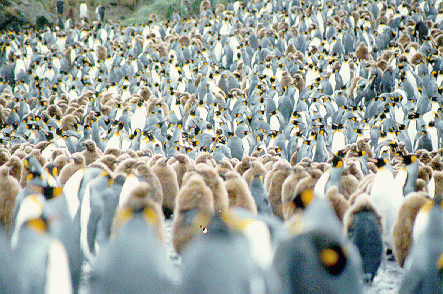 200 000 king penguins in this colony, Salisbury Plain, South Georgia Island 