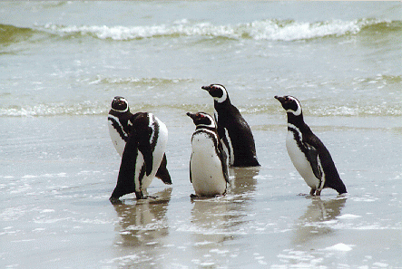 Magellenic penguins on Carcass Island, West Falklands