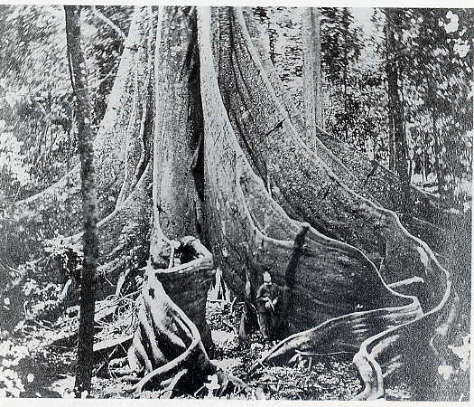 >Fig Tree Pocket, ca 1866