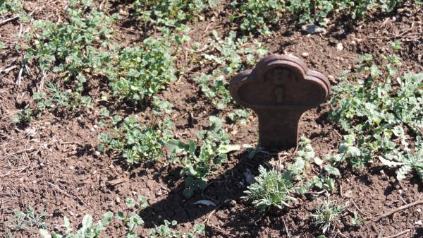 Aubigny Catholic Cemetery, Jondaryan  |   | 