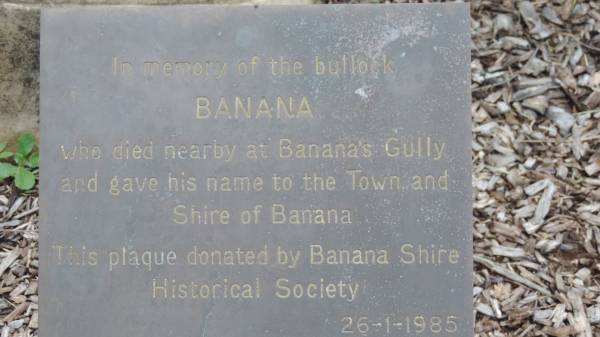 bullock BANANA  | who died nearby at Banana's Gully and gave his name to the town and shire of Banana  |   | 