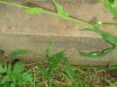 
Arthur BRADLEY,
brother,
died 21 August 1905;
Bell cemetery, Wambo Shire
