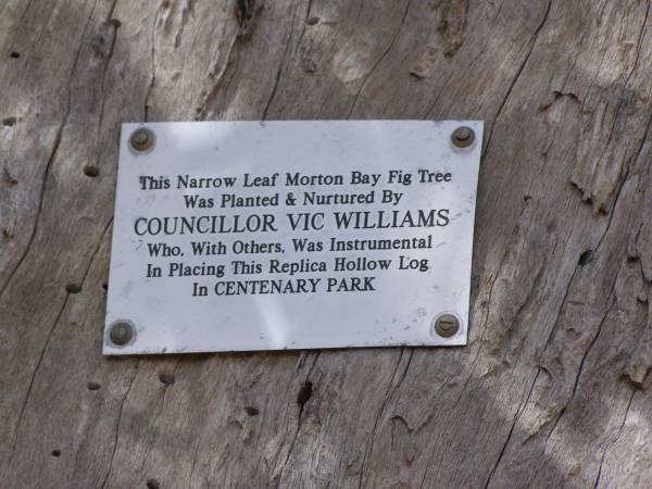 this narrow leaf moreton bay fig tree  | was planted and nurtured by  | Councillor Vic Williams  | who, with others, was instrumental  | in placing this replica hollow log  | in Centenary Park.  |   | Crows Nest  |   | 