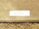 Hermann (Harry) August NAUSCHULTZ, died 24 Nov 1977 aged 78 years; Jandowae Cemetery, Wambo Shire 