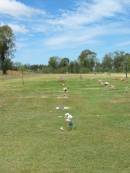 
Jandowae Cemetery, Wambo Shire
