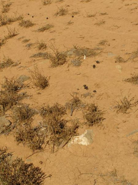 Cemetery at Kanyaka Homestead,  | north of Quorn,  | South Australia  | 