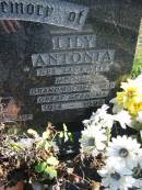 
KAMMHOLZ;
Walter William, 1917 - 1992, husband father grandfather great-grandfather;
Lily Antonia, nee JACKWITZ, 1914-1996, mother grandmother great-grandmother;
Lowood Trinity Lutheran Cemetery (St Marks Section), Esk Shire
