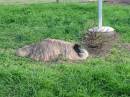 
Emu farm adjacent,
Marburg Lutheran Cemetery, Ipswich
