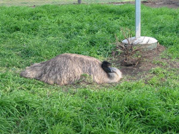 Emu farm adjacent,  | Marburg Lutheran Cemetery, Ipswich  | 