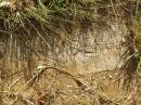 
Tibby SANDEMAN?;
Maroon General Cemetery, Boonah Shire
