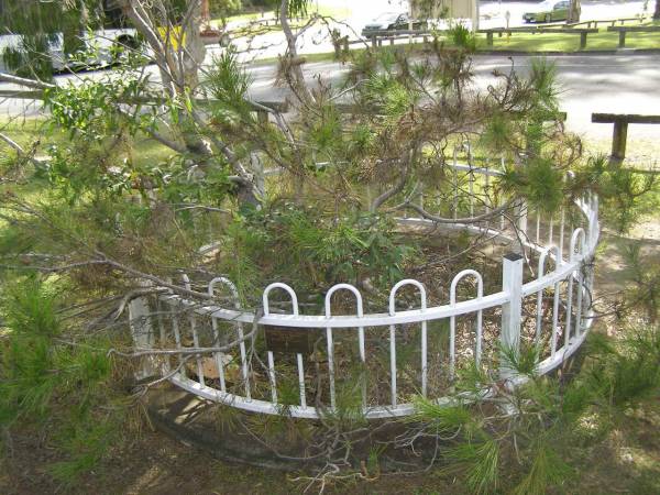 Aleppo pine  | descendamt of the original Lone Pine of Gallipoli.  | Pioneers Memorial, Elsie Laver Park, Mudgeeraba  | 