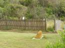 
Nambucca Heads historic cemetery overlooking Shelly Beach

