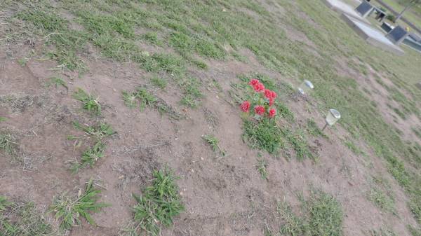   | Peak Downs Memorial Cemetery / Capella Cemetery  | 