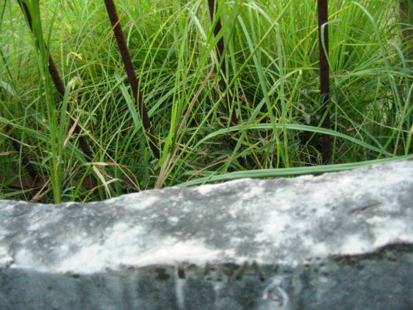 John REDDY senior,  | born County Kilkenny Ireland,  | died 3 Mar 1902 aged 87 years;  | Rosevale St Patrick's Catholic cemetery, Boonah Shire  | 