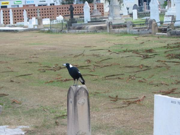 Complaining magpie  |   | Sherwood (Anglican) Cemetery, Brisbane  |   | 