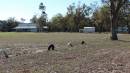 The Gums Cemetery