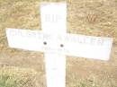 
Chlorine Agnes WALLEN,
wife mother,
1919 - 1973;
Warra cemetery, Wambo Shire
