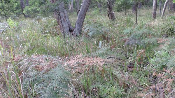   | Willsons Downfall cemetery,Tenterfield, NSW  |   | 