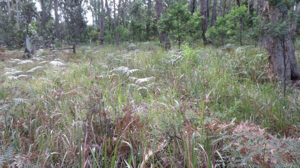   | Willsons Downfall cemetery,Tenterfield, NSW  |   | 