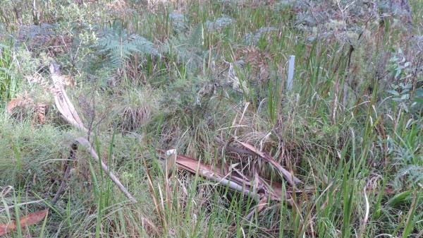   | Willsons Downfall cemetery,Tenterfield, NSW  |   | 