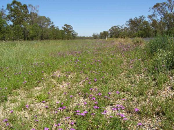 Little purple flowers growing by the roadside  | after recent rain,  | between Goondiwindi and St George, Queensland  |   | 