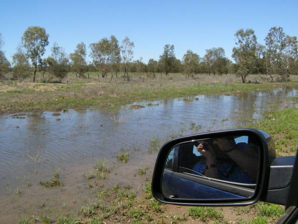 Ground water after recent rain,  | between Goondiwindi and St George, Queensland  |   | 