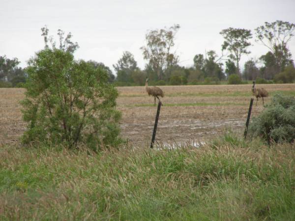 Emus,  | between St George and Dirranbandi,  | Queensland  | 