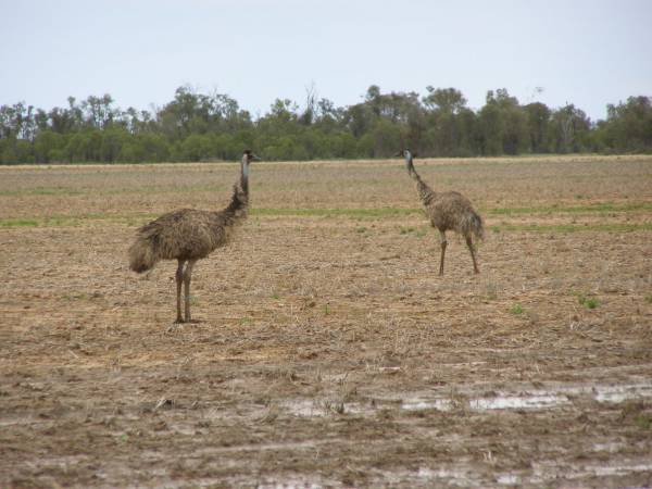 Emus,  | between St George and Dirranbandi,  | Queensland  | 