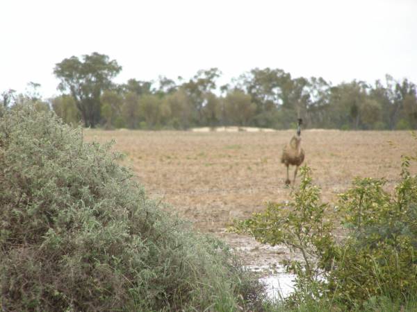 Emus,  | between St George and Dirranbandi,  | Queensland  | 