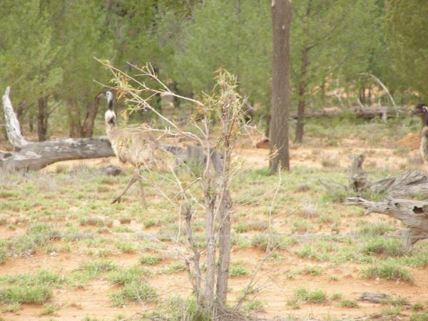 Emu,  | between St George and Dirranbandi,  | Queensland  | 