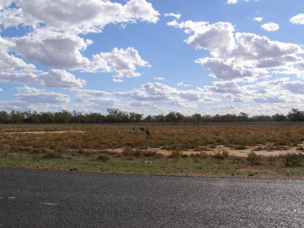 Emus and chicks,  | between Lightning Ridge and Walgett,  | New South Wales  | 