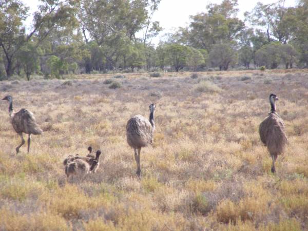 Emus and chicks,  | between Lightning Ridge and Walgett,  | New South Wales  | 