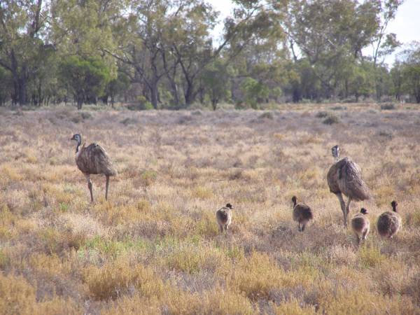 Emus and chicks,  | between Lightning Ridge and Walgett,  | New South Wales  | 