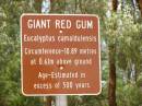 Giant Red Gum, near Oororoo, South Australia 