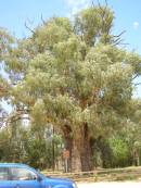 Giant Red Gum, near Oororoo, South Australia 