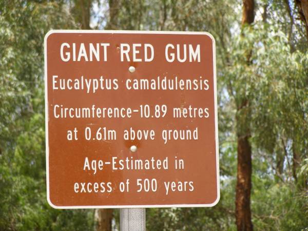 Giant Red Gum,  | near Oororoo,  | South Australia  | 