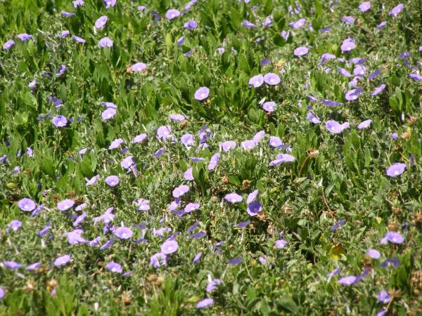 Little blue/purple flowers  | growing at Whyalla Marime Museum,  | Whyalla, South Australia  | 