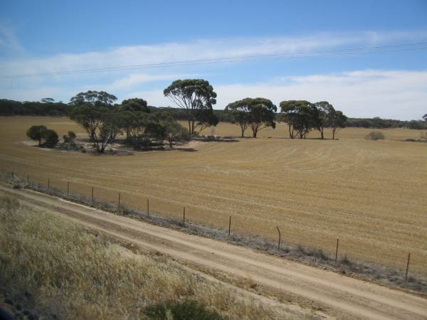 Wheat farming, Western Australia,  | taken from the Indian Pacific  | 