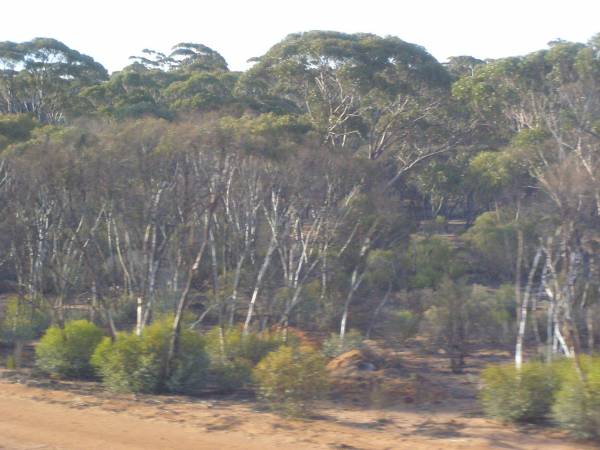 Bushland, Western Australia,  | taken from the Indian Pacific  | 