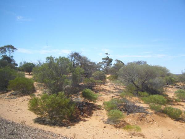 Nullarbor Plain (South Australia),  | taken from the Indian Pacific  | 