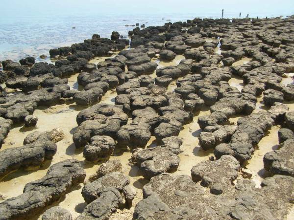 <a href= 2009_09_13/ >Hamelin Pool stromatolites</a> (Shark Bay)  | 