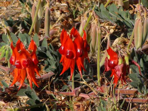 <a href= 2009_09_19/ >Sturt's desert pea</a>  | 