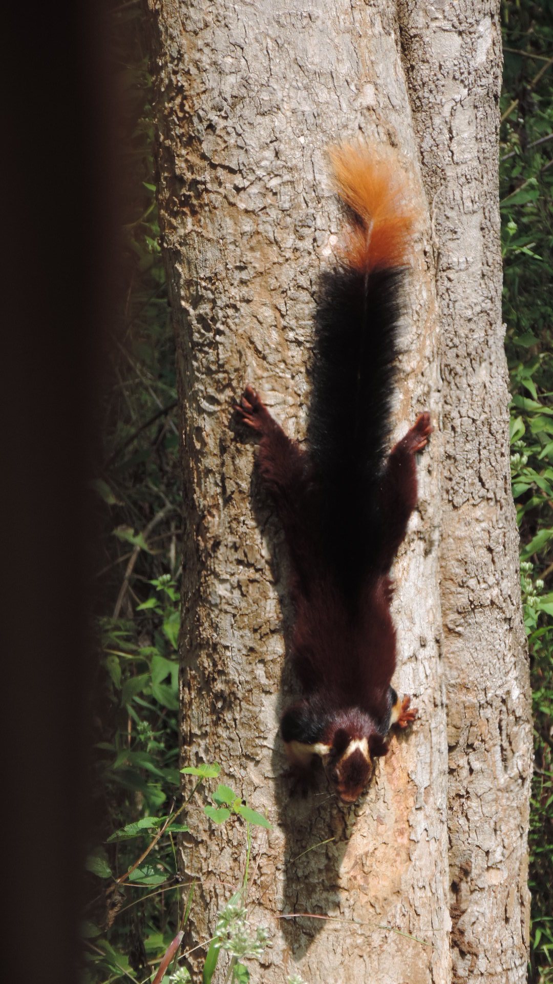giant malabar squirrel in national park