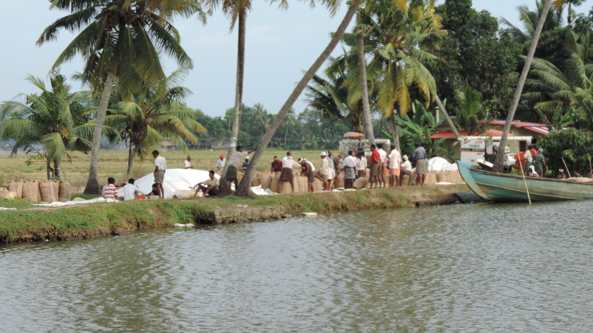 rice harvesting