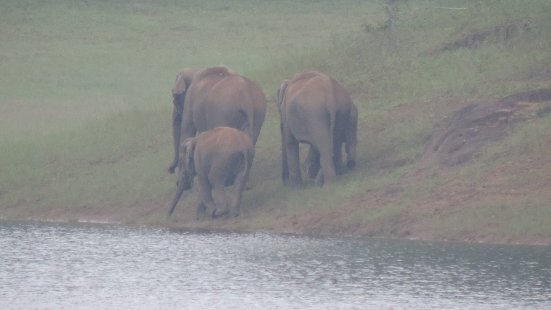 wild elephants in Periyar national park