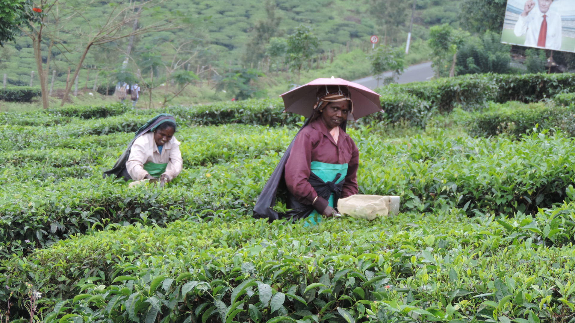 picking tea with shears with integral basket by lady with umbrella hat
