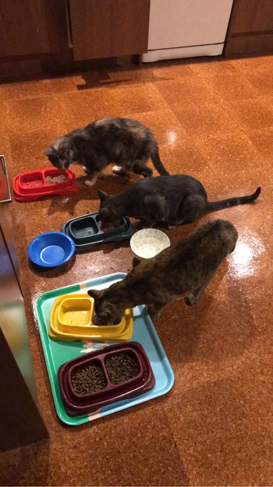 3
      cats, 3 food bowls.